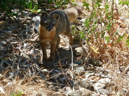 Island Fox - Channel Islands National Park