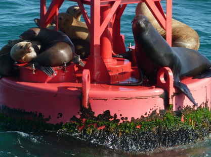 Sea Life in the Pacific Ocean off the Channel Islands