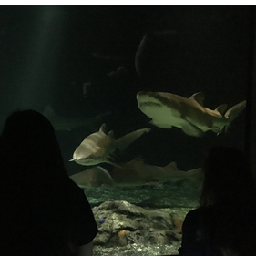 National Aquarium in Baltimore - A Cool Place for Teens