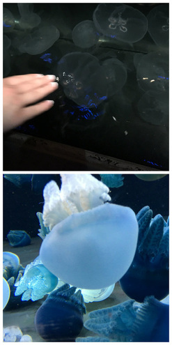 National Aquarium in Baltimore - A Cool Place for Teens 