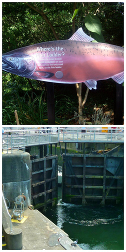 Hiram M. Chittenden Locks - Visiting Seattle with Teens: 10 Fun Ideas