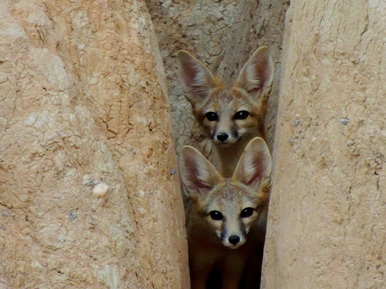 Cathedral Gorge State Park in Nevada. One of 8 state parks to visit this fall.