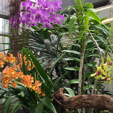Tropical flowers at the U.S. Botanic Garden in Washington, DC. Visit during December for special holiday exhibits. 