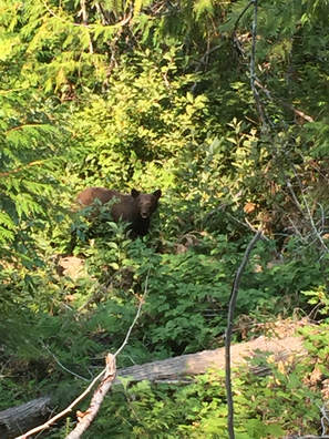 Wildlife encounter on a 6 day backpacking adventure in the Enchantments. 