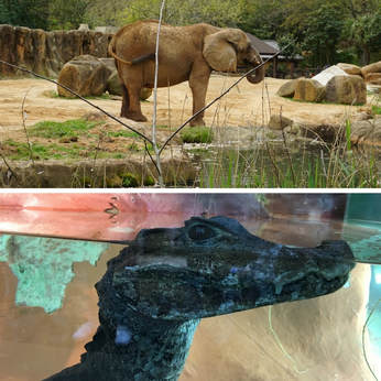 Don't miss the Riverbanks Zoo, one of 7 fun things to do in Columbia, South Carolina. | #RealColumbiaSC