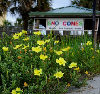 Scenes from Folly Beach | 20 Colorful Photos from a Weekend in the Charleston Area