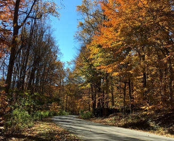 The late fall colors at Cunningham Falls State Park in Frederick County, Maryland. 