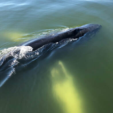 Amazing view of a humpback whale off the coast of Virginia Beach. Whale watching is just one reason why you should visit Virginia Beach in the winter. 