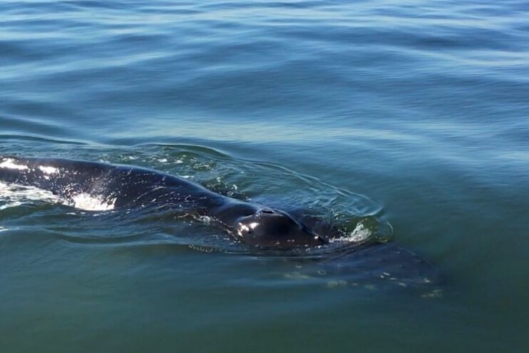 Visit Virginia Beach during the winter months, where you have an opportunity to go whale watching and enjoy a beautiful winter sunrise. 