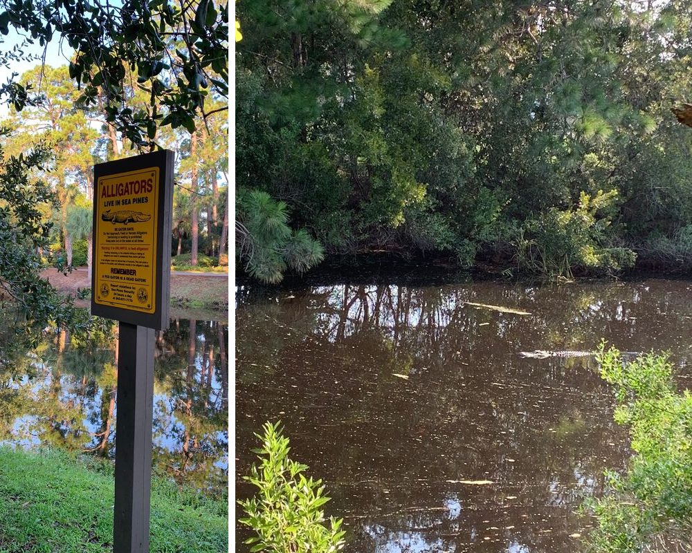 Fun Things to Do in a Weekend on Hilton Head Island, South Carolina.