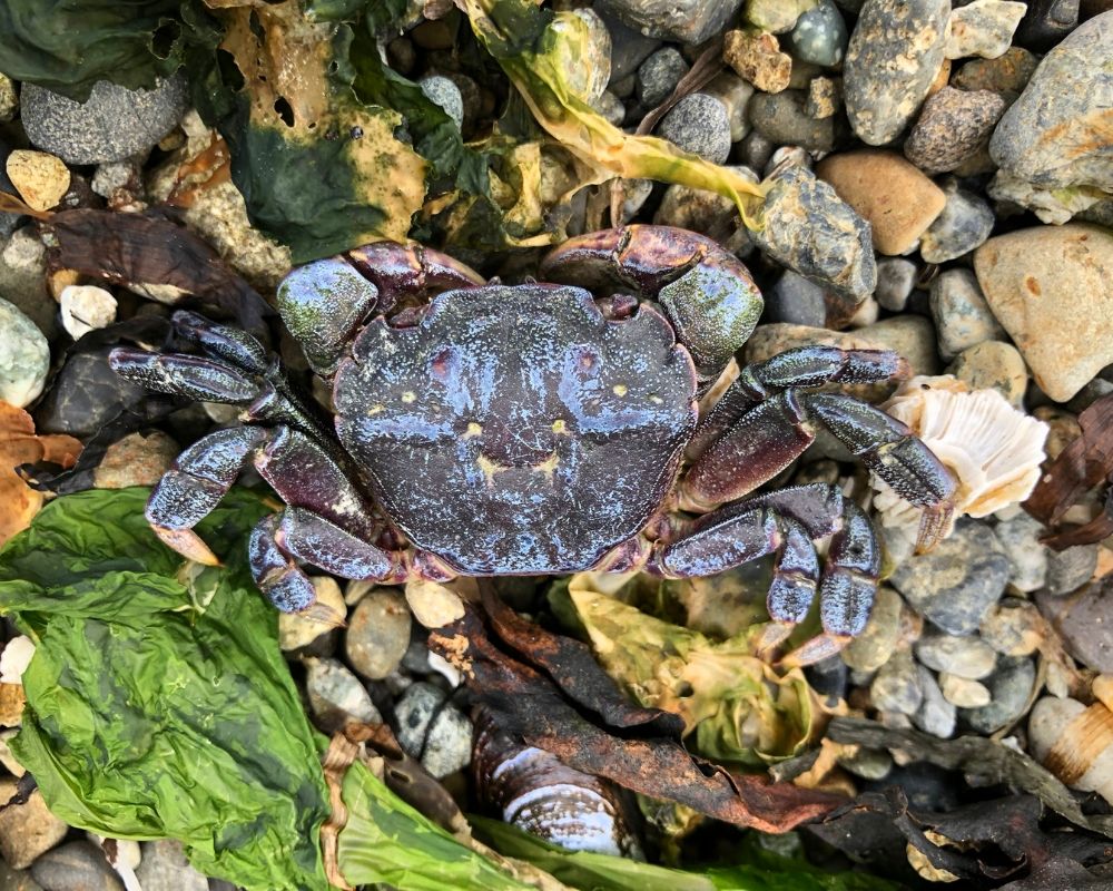 4 Great Day Hikes in the Seattle Area | Camano Island State Park
