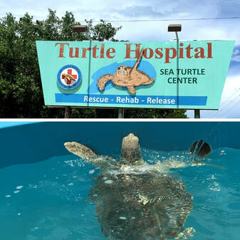 10 Things You Must Do in the Florida Keys with Teens - Spend an Afternoon Visiting the Turtle Hospital