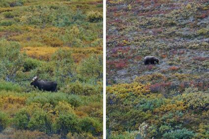 Wildlife in Denali National Park, Alaska