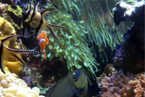 National Aquarium in Baltimore – A Cool Place for Teens