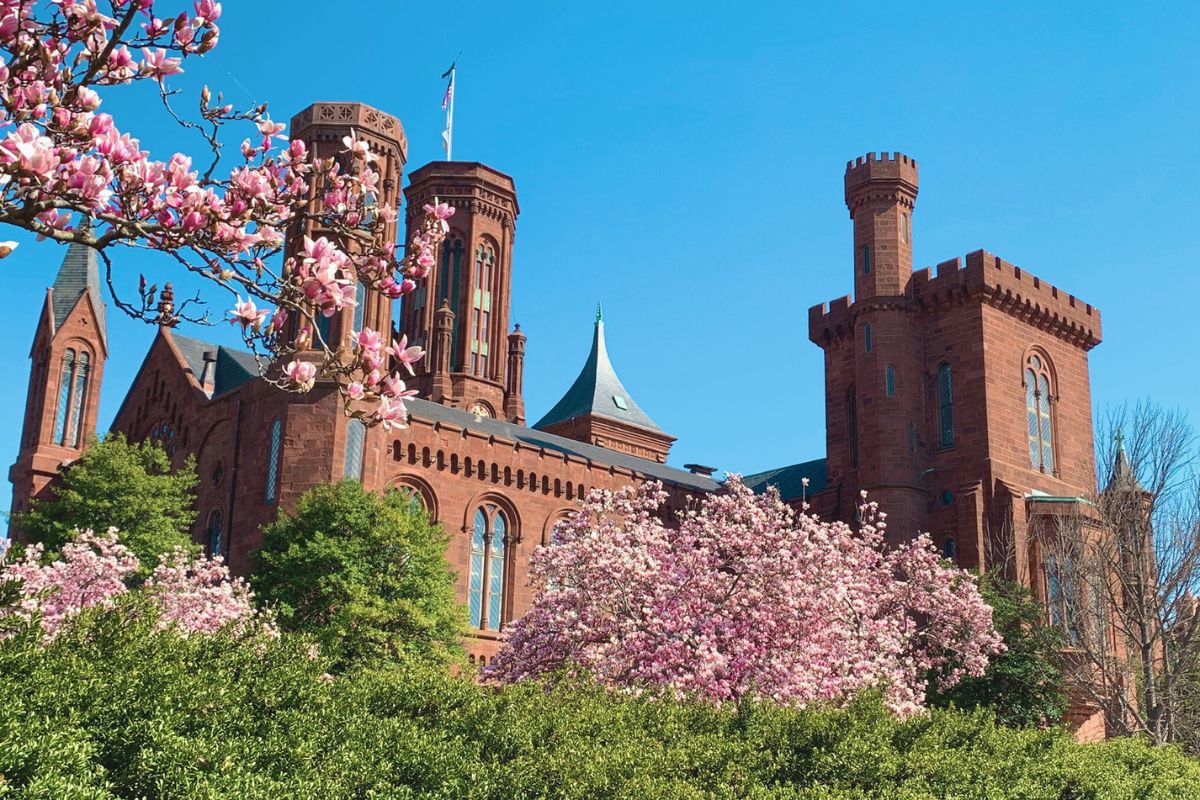 Smithsonian Castle framed with flowering magnolia trees